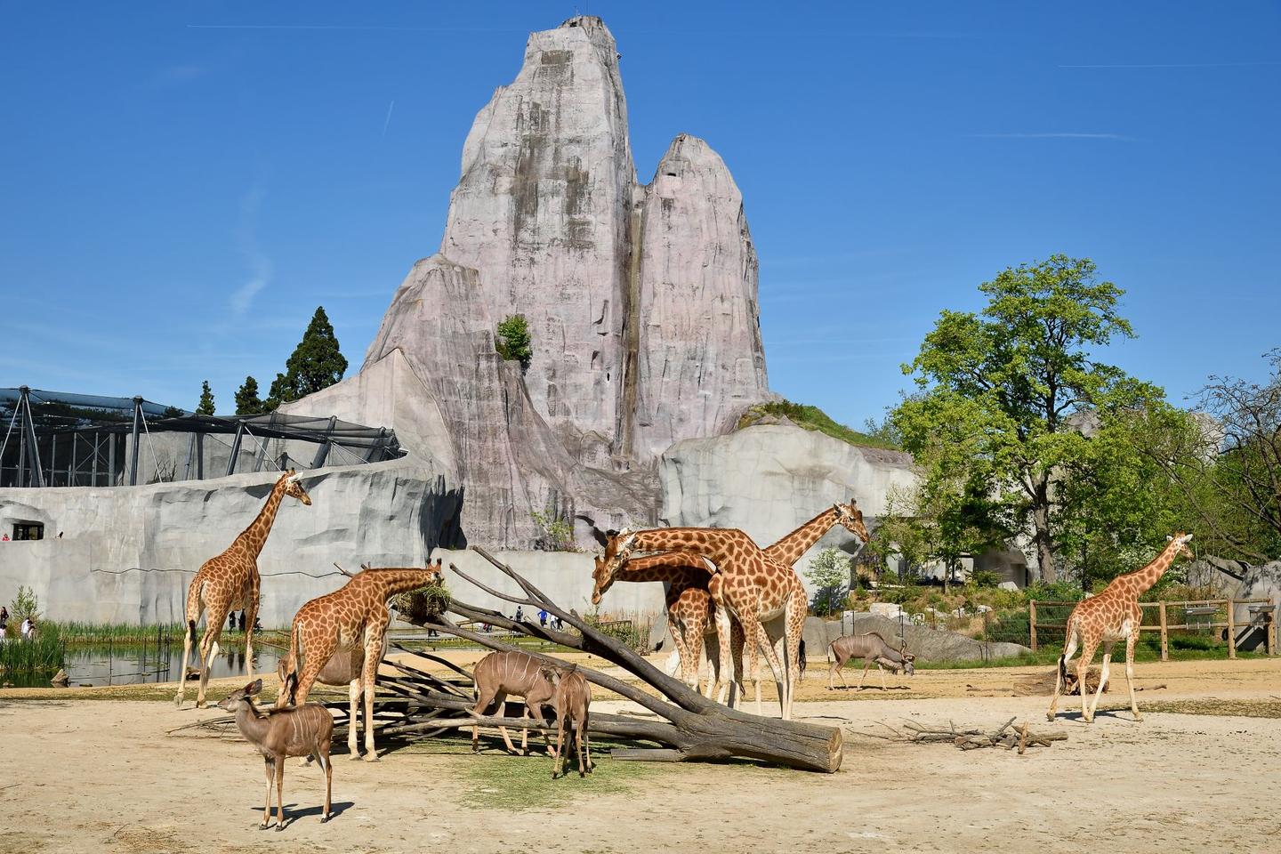 Un appel au don pour réhabiliter le Grand Rocher du zoo de Vincennes