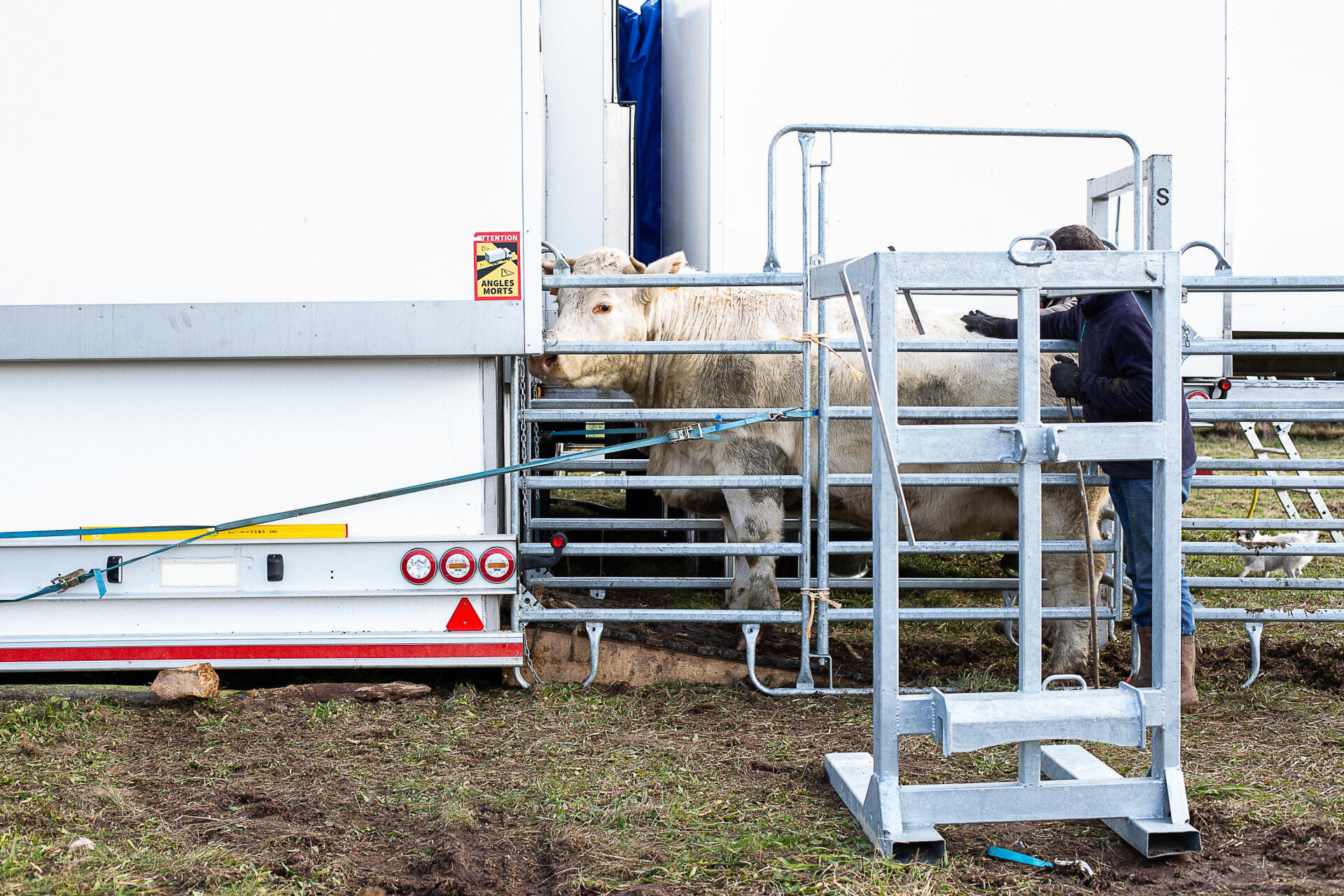 Michel, éleveur de charolaises, accompagne une de ses vaches à l’abattage. En Saône-et-Loire, le 30 novembre 2021.
