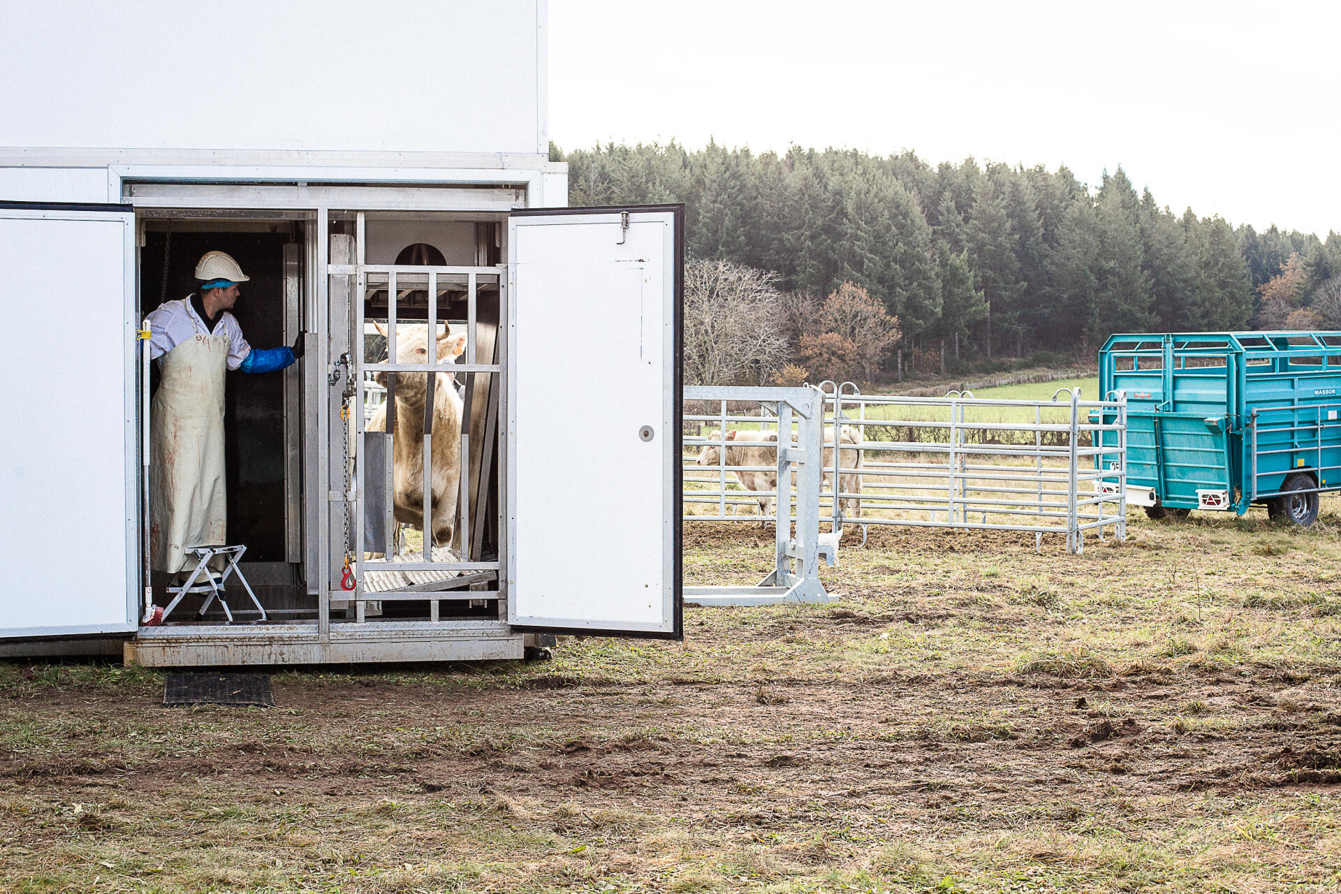 Une vache élevée par Michel entre dans l’abattoir mobile du Bœuf éthique, en Saône-et-Loire, le 30 novembre 2021.