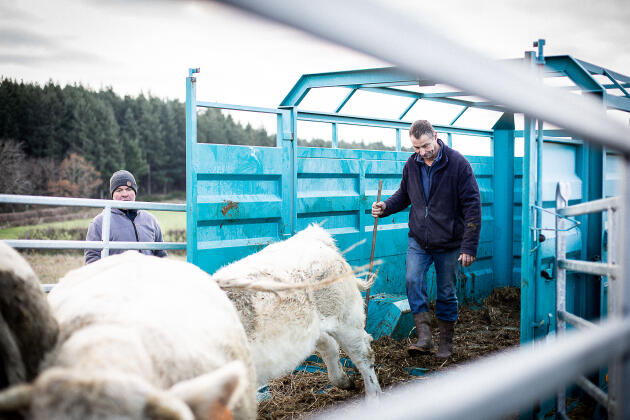 Michel, éleveur de charolaises, arrive à l'abattoir mobile du Bœuf éthique installé dans un de ses prés pour y abattre deux de ses vaches. En Saône-et-Loire, le 30 novembre 2021.