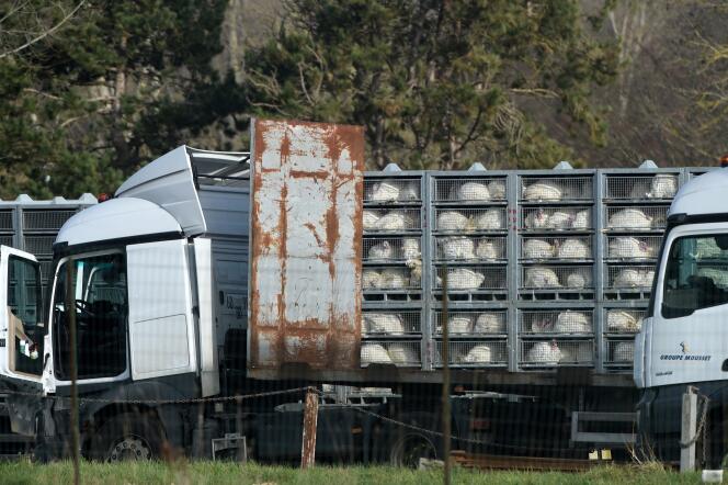 A l’abattoir de Blancafort (Cher), le 2 mars, critiqué par l’association de défense des animaux L214 pour les conditions dans lesquels les volailles sont transportées.