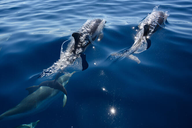 Dolphins swim in the Mediterranean Sea, near La Ciotat (Provence-Alpes-Côte d'Azur), in June 2020.
