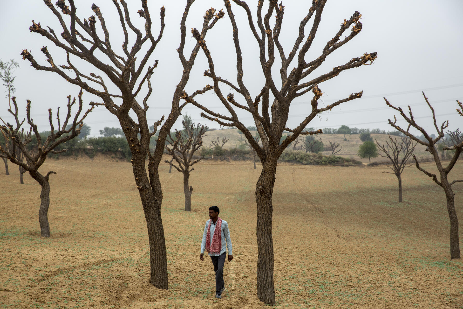 Pyrelal Sihag dans ses champs, situés dans le village de Molisar (Rajasthan, Inde), le 1er décembre 2021.