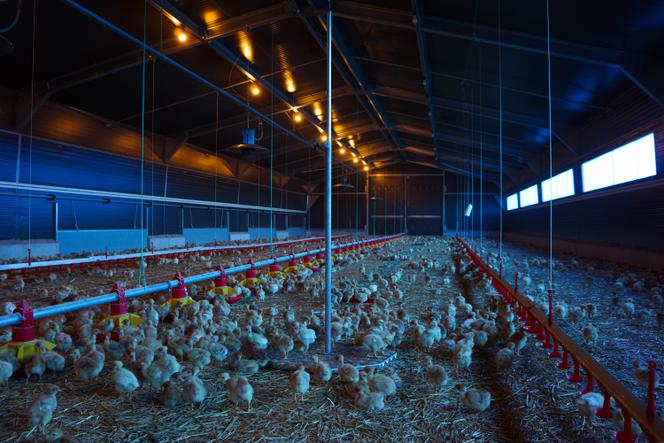 Un élevage avicole de Haute-Garonne, le 28 mai 2021.