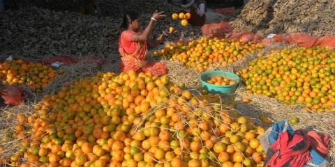 A worker sorts out oranges for packaging at a fruit market in Siliguri on December 7, 2021. (Photo by Diptendu DUTTA / AFP)