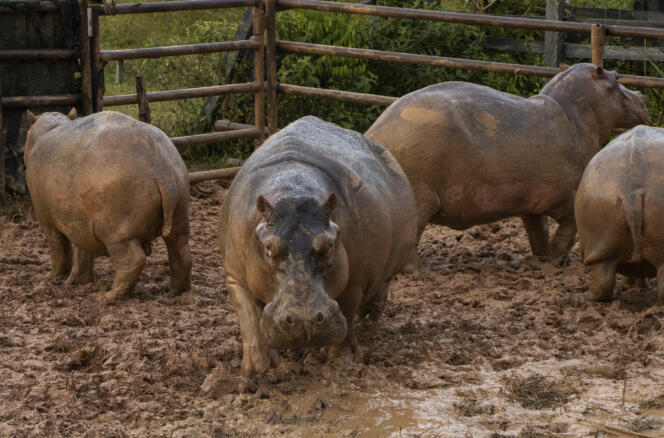 Sixty hippos descended from the former pets of Pablo Escobar will be sterilized.
