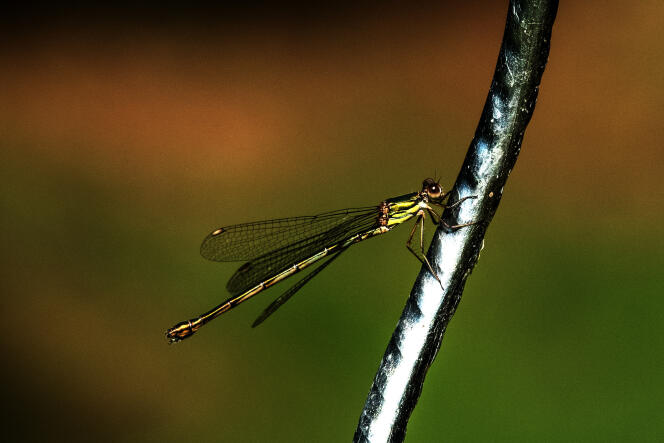 According to the IUCN, 16% of dragonflies are threatened with extinction.
