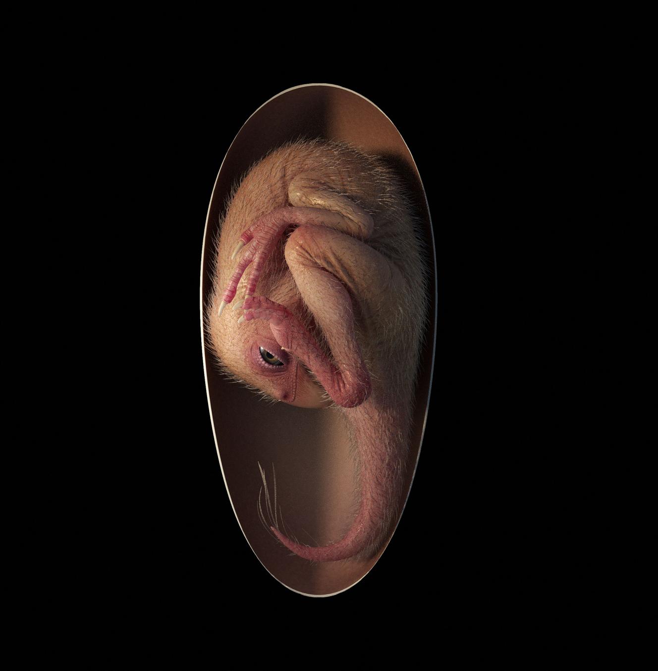 This undated illustration, provided by the University of Birmingham, simulates a newly hatched Oviraptorosaurus embryo, based on a specimen