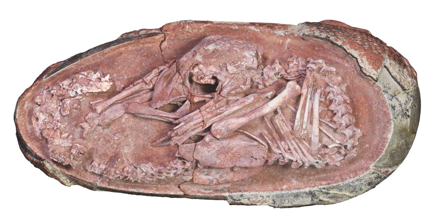 At least 66 million years old dinosaur embryo discovered
