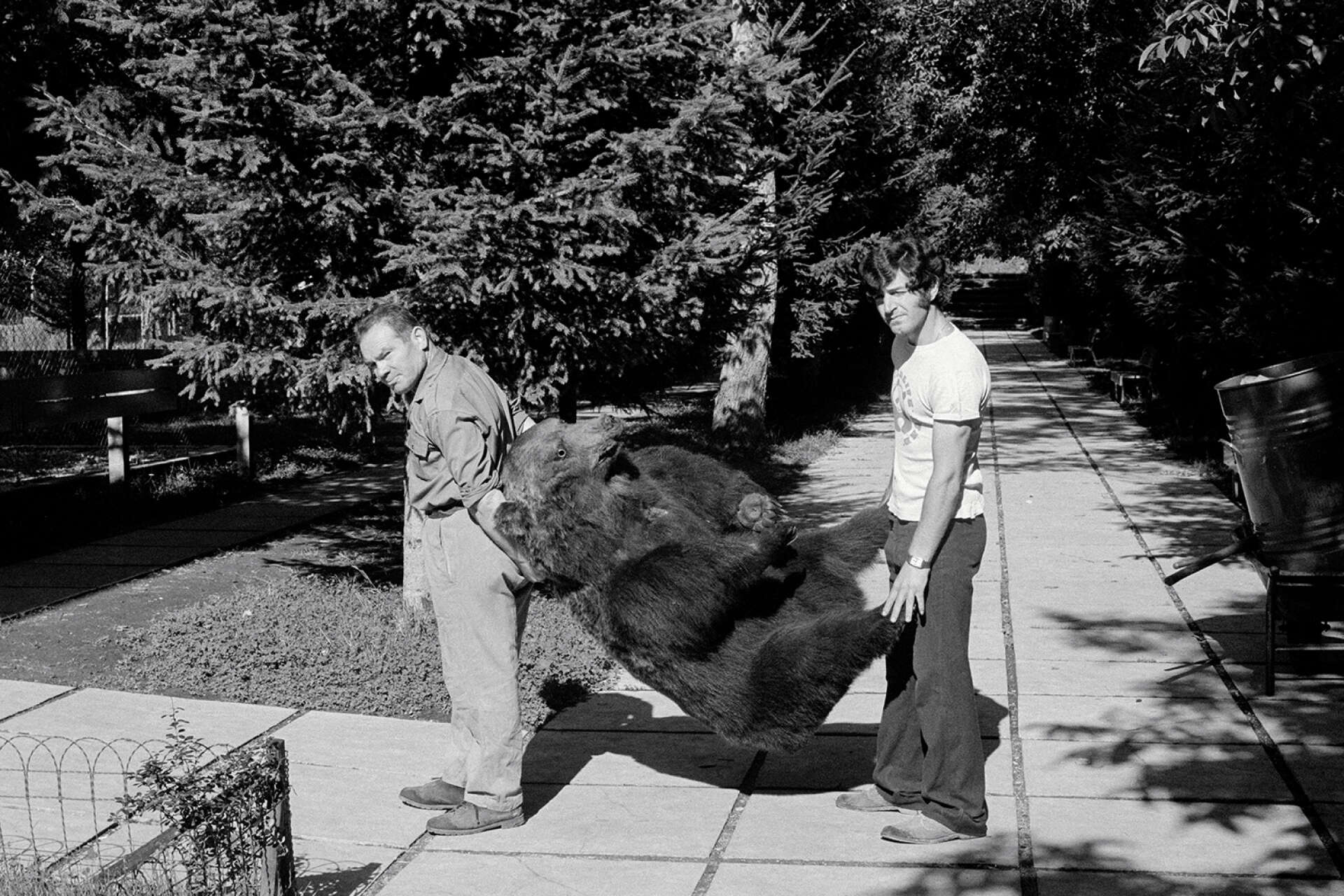 Dans les années 1970, deux employés du parc transportent un ours naturalisé.