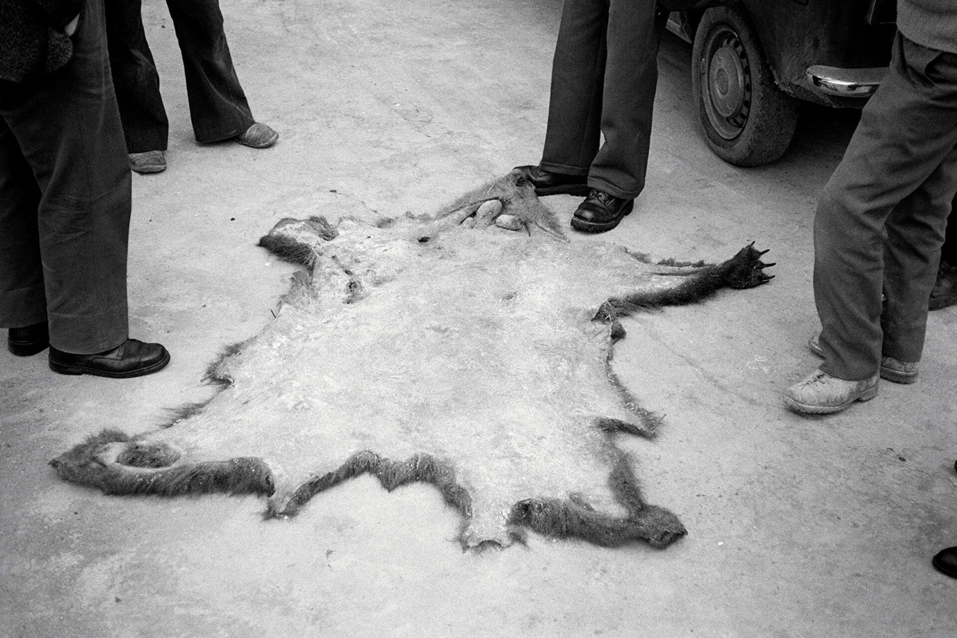 La peau d’un ours mort après avoir été percuté par un train ; à l’époque, les ours ou les loups retrouvés sans vie, étaient systématiquement dépecés et autopsiés.