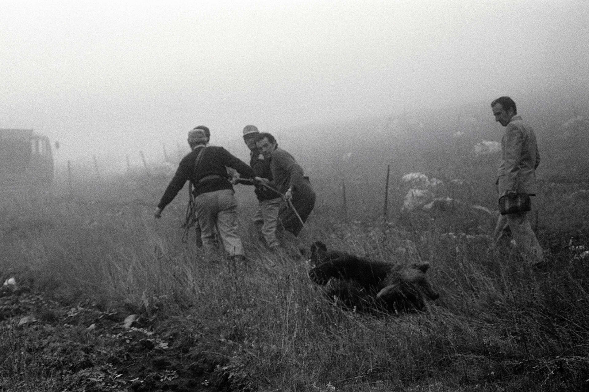 En 1973 dans le parc national des Abruzzes, des gardes tentent de sauver un ours blessé par balle par un berger. L’animal n’a pas survécu.