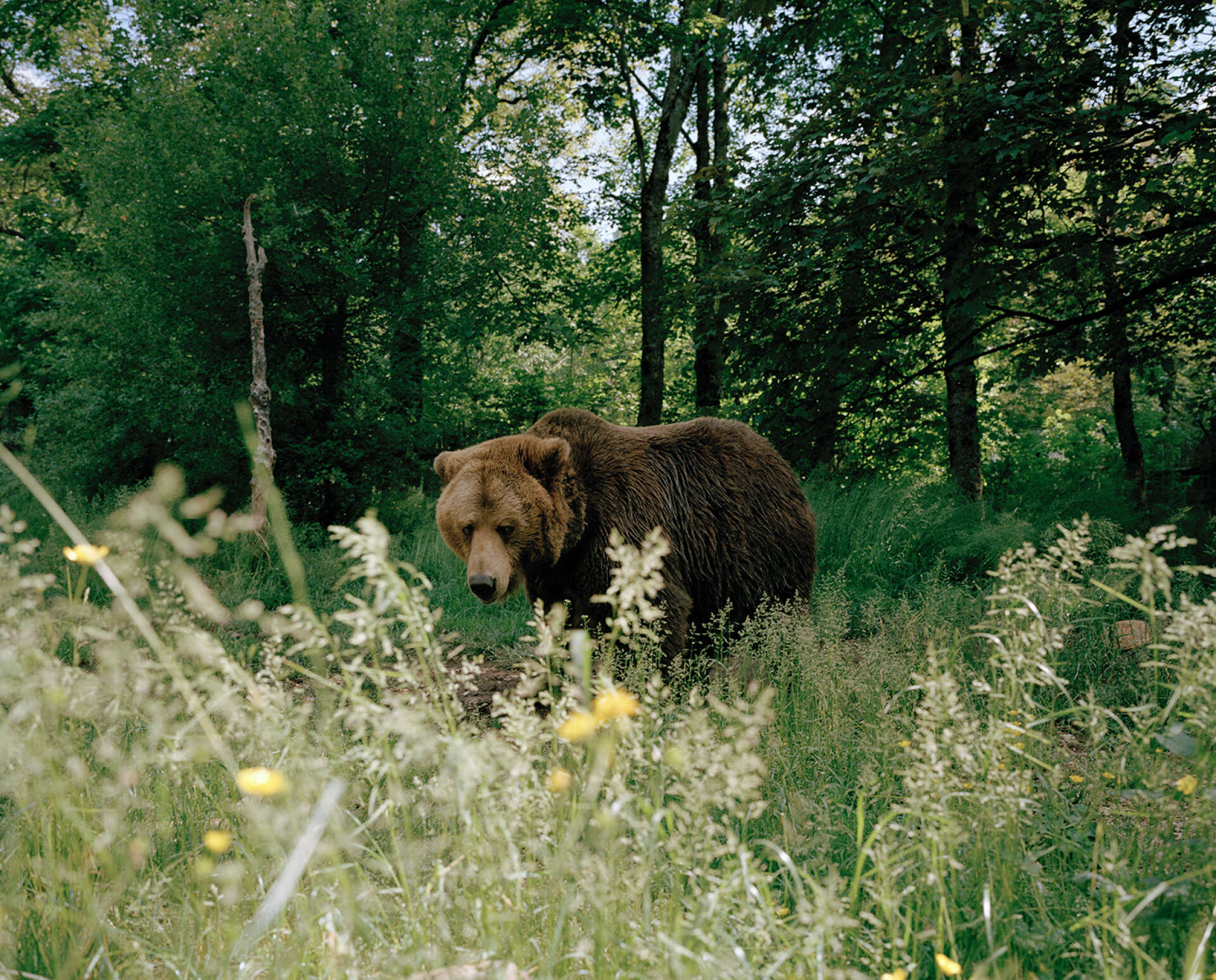Brumo, un des trois ours bruns lituaniens accueillis dans la réserve naturelle.