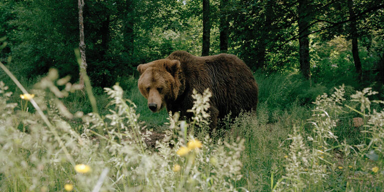 Brumo is one of three European brown bears victims of a past of persecu- tion, mistreatment and deprivation, detained for years in Joniskis, a small town located in Lithuania. Today they are hosted by the Park at at the
“Visitor center and nature reserve”.
Pescasseroli, L'Aquila, Italy 2021.


The 3 bears were moved to the wildlife area of the park on June 27, 2020. They were kidnapped by the Lithuanian Ministry of the Environment, they were detained for years in poor conditions. Their past is marked, as for many other specimens of Eastern Europe, by prolonged exploitation and detention in captivity. In November 2019, during a transfer operation of another bear illegally detained, the veterinary team of the Italian Association
'Salviamo gli Orsi della Luna' found the three ​bears in poor condition. Following the complaint and subsequent seizure, the international machine built step by step by all the aforementioned realities was set in motion and, through intense network activity, managed to activate all the procedures for carrying out the transfer.