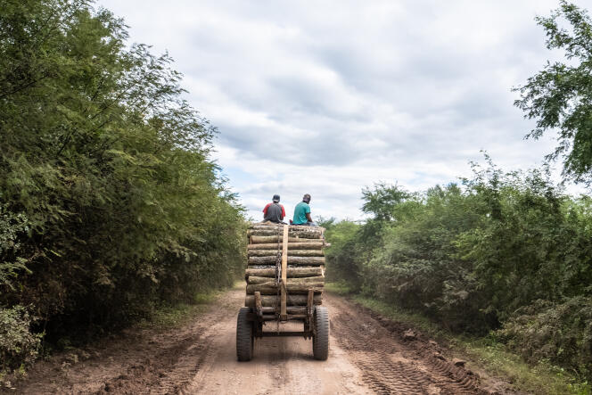 In the region of Salta, Argentina, May 17, 2019. Deforestation of the Gran Chaco still continues and soybean plantations are increasing.