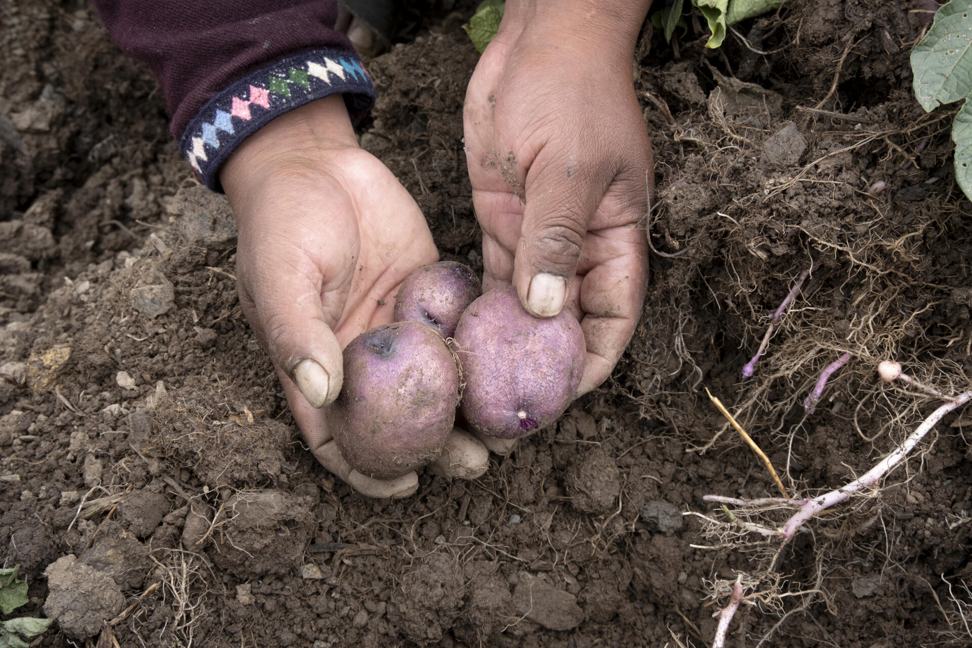 Nazario Quispe Amau, technicien et « gardien de la pomme de terre », déterre les tubercules sur son exploitation, à Chahuaytire, dans la région de Cuzco, au Pérou, en décembre 2021.