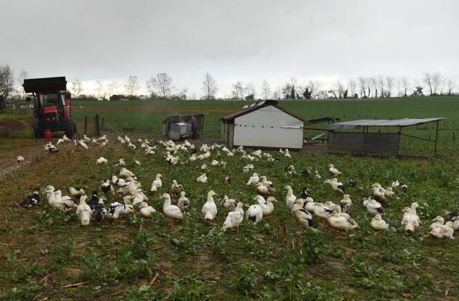 In this photo taken on December 29, 2020, ducks frolic in an enclosure outside the farm of the president of the Modef des Landes agricultural union, Serge Mora, in Mugron, in southwestern France. Over 600,000 poultry have been slaughtered as a strong spread of bird flu was detected in southwestern France.