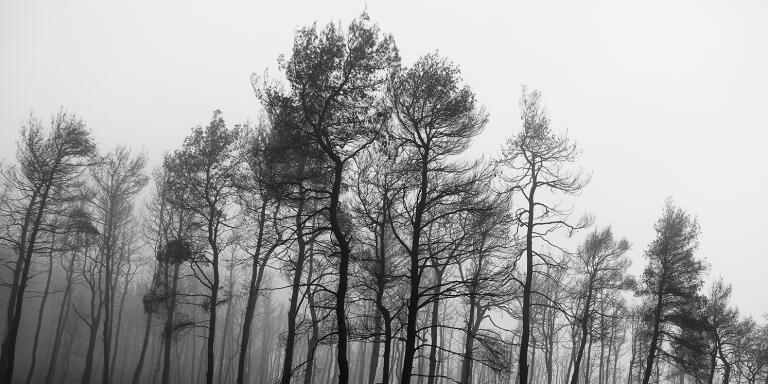 Buned pine trees. Evia, Greece - Nov 2021