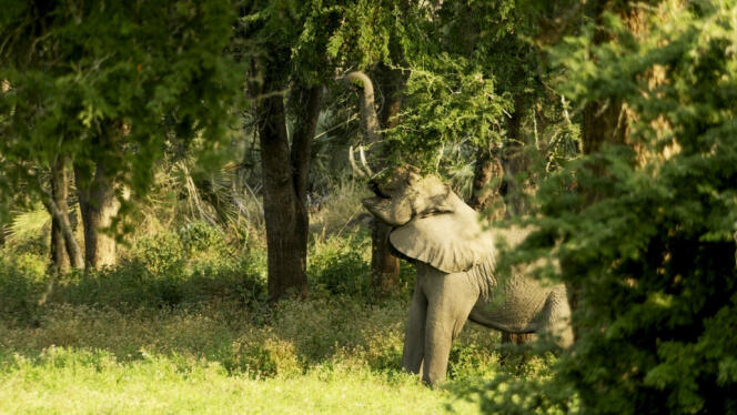 Un des 650 éléphants vivant dans le parc national de Gorongosa au Mozambique, après la réintroduction de six d’entre eux en 2008.