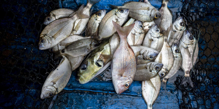 Le 16 décembre 2021, à Mbour, Senegal. Après une demie journée de pêche la prise est considérée comme nulle, ce poisson servira à nourrir un pélican domestiqué. ©SYLVAIN CHERKAOUI POUR LE MONDE