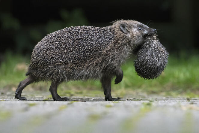 European Hedgehog (Erinaceus europaeus) female carrying a young to a new shelter, Leersum, Utrecht, The Netherlands