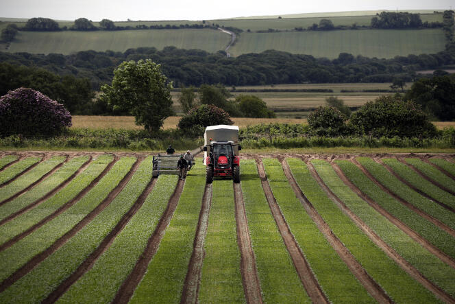Spinach harvesting at a field near Dorchester, southern England, June 5, 2020.