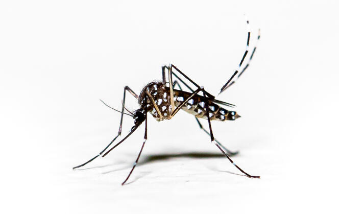 Nyamuk Aedes aegypti pernilongo dengan bintik-bintik putih dan latar belakang putih