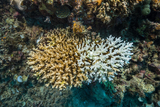 Blanchiment de corail au large de l’île de Normanby, en Papouasie-Nouvelle-Guinée, en novembre 2017.