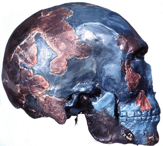 Reconstruction du crâne humain moderne Omo 1 (« Homo sapiens »), découvert en 1967 par une équipe dirigée par Richard Leakey, en Ethiopie.