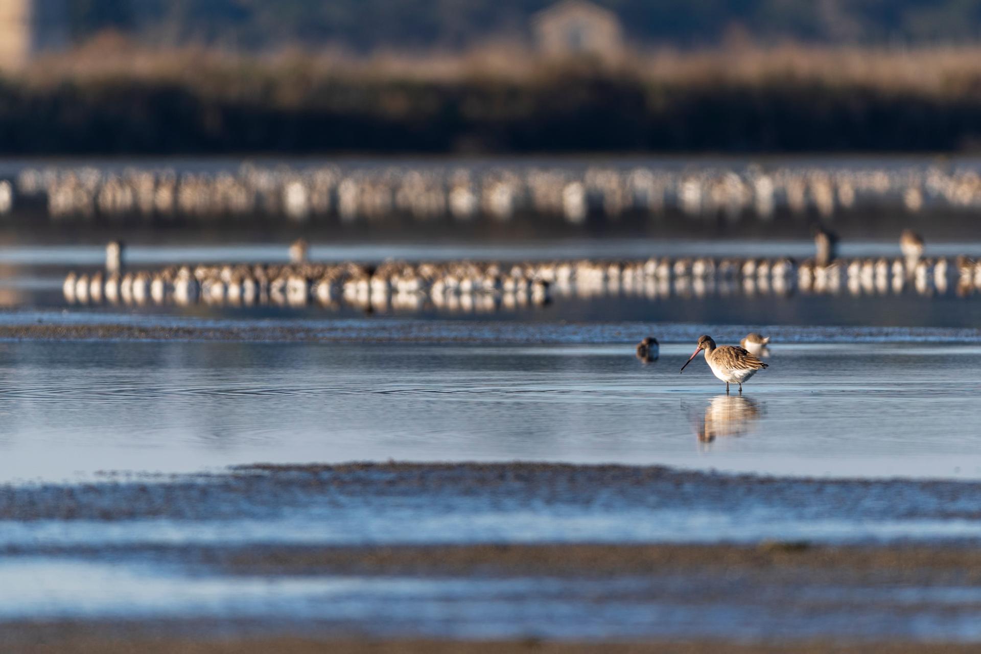 Une barge à queue noire, une espèce menacée, et de nombreux autres limicoles dans la  réserve naturelle nationale de Lilleau des Niges, en Nouvelle-Aquitaine, le 14 janvier 2022.