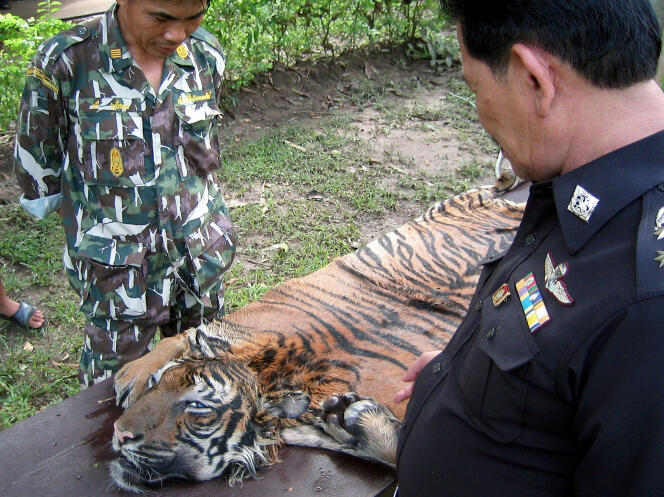 Des policiers thaïlandais ont intercepté une peau de tigre vendue par des contrebandiers, le 23 septembre 2005.