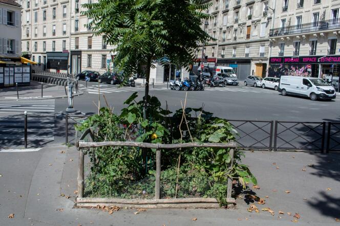 Le pied d’un arbre du 11e arrondissement de Paris, en août 2017, géré par des habitants grâce au « permis de végétaliser ».