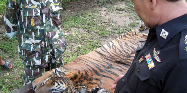 Pour 2022, l’année du tigre, la Thaïlande compte ses grands félins