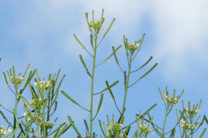 « Arabidopsis thaliana », plante autoféconde utilisée dans les protocoles expérimentaux de génétique.