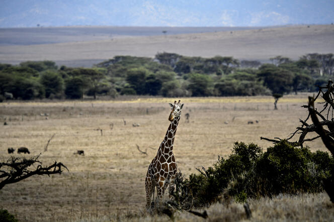 Une girafe réticulée mâle dans le centre du Kenya, près d’Isiolo, en juillet 2021.