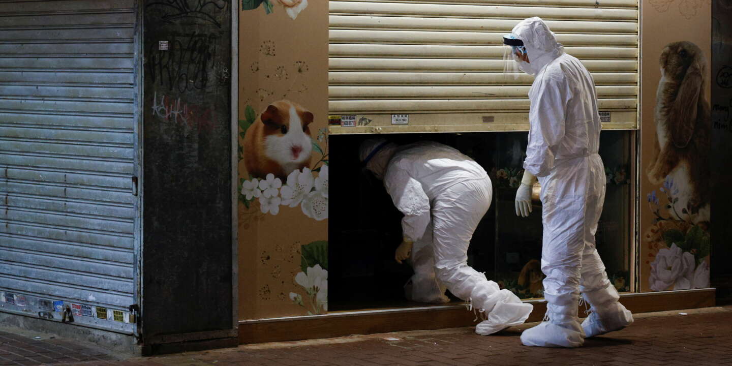 Les hamsters, nouvelles cibles de la politique zéro Covid de Hongkong