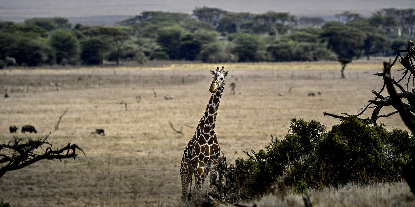 Le Kenya et ses animaux (et insectes) sauvages