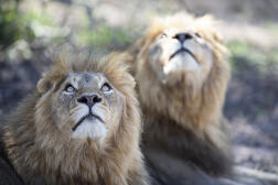 Des lions à Hoedspruit, dans le nord de l’Afrique du Sud, en décembre 2021.