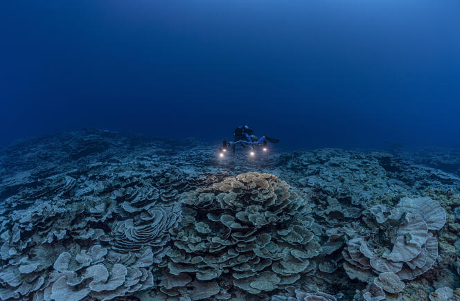 Terumbu karang unik ini, yang terletak di dekat Tahiti, membentang di beberapa hektar dan menginspirasi pemirsanya dengan rasa magis yang tak terlukiskan.