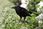 Dans la langue et l’imagerie populaire, l’oiseau noir désigne celui qui, anonymement, dénonce.