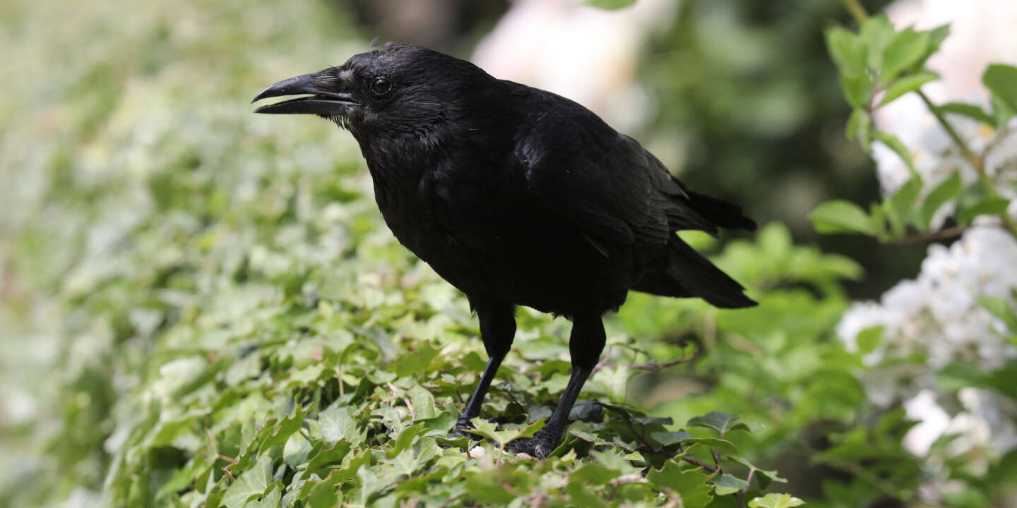 « Le Retour des corbeaux », sur RTBF : un oiseau de mauvais augure, roi des délateurs