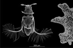 Le coléoptère Paratuposa placentis (à gauche) représenté à la même échelle que le protiste unicellulaire Amoeba proteus (à droite).