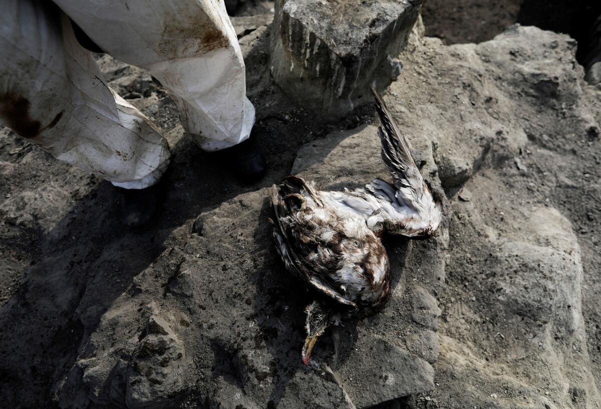 Daños causados ​​por un derrame de petróleo en Ventinila en Perú el 19 de enero de 2022.
