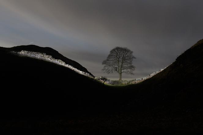 Le Sycamore Gap Tree, sur le mur d’Hadrian, proche de la ville d’Hexham (Angleterre), le 19 janvier 2022.