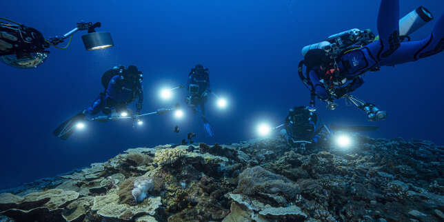 Un grand récif corallien profond découvert près de Tahiti