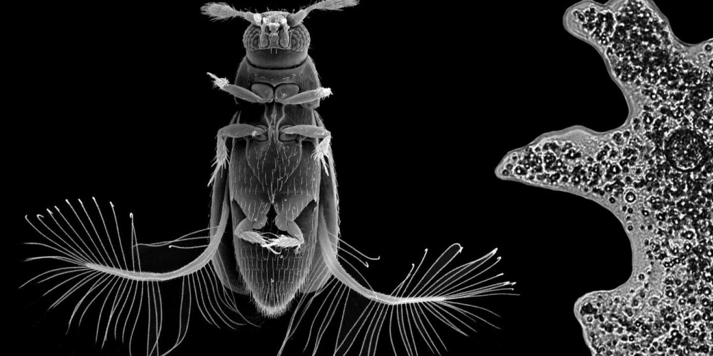 Grâce à un vol unique, les plus petits coléoptères connus battent des records de vitesse