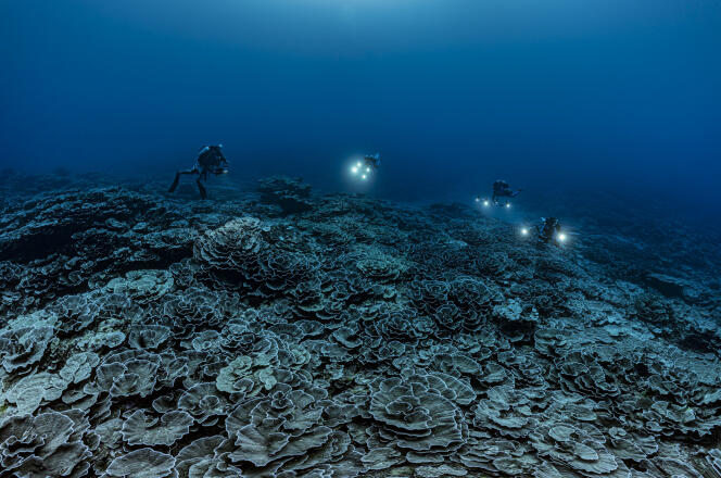 « Il s’agit d’un décor à perte de vue, recouvert de ces coraux en forme de roses géantes qui tapissent le fond. Elles me font penser à l’œuvre d’un grand couturier », a raconté le photographe plongeur Alexis Rosenfeld.