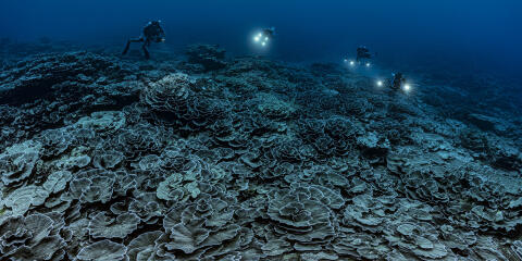 Dans le cadre du projet “1 Ocean, le grand témoignage sur l’Océan” mené en partenariat avec l'UNESCO, une équipe menée par le photographe plongeur Alexis ROSENFELD et la scientifique Laetitia HEDOUIN, chercheuse au CNRS - CRIOBE vient d’effectuer une mission d’exploration d’envergure sur un récif corallien profond en plein coeur du Pacifique. Doté d’une couverture corallienne exceptionnellement élevée, ce site présente un important intérêt pour les scientifiques. Il pourrait s’agir de l’un des plus grands récifs profonds au monde, dans un état de conservation inégalé. Ce récif corallien unique s’étend sur plusieurs hectares et inspire à son spectateur un indescriptible sentiment de magie. “Il s’agit d’un décor à perte de vue, recouvert de ces coraux en forme de roses géantes qui tapissent le fond. Elles me font penser à l'œuvre d’un grand couturier. “ nous explique le photographe.
