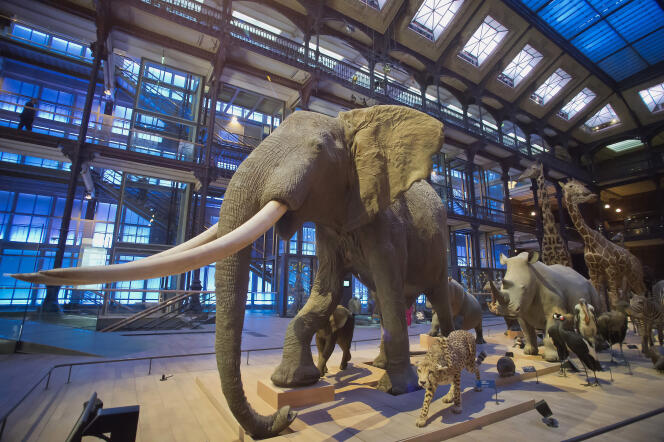 Dans la Grande Galerie de l’évolution, au muséum d’histoire naturelle, à Paris.