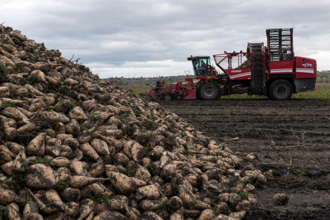Une arracheuse de betteraves sucrières travaille dans un champ pour collecter la dernière récolte à Pont-du-Château, en Auvergne, dans le centre de la France, le 7 novembre 2019.